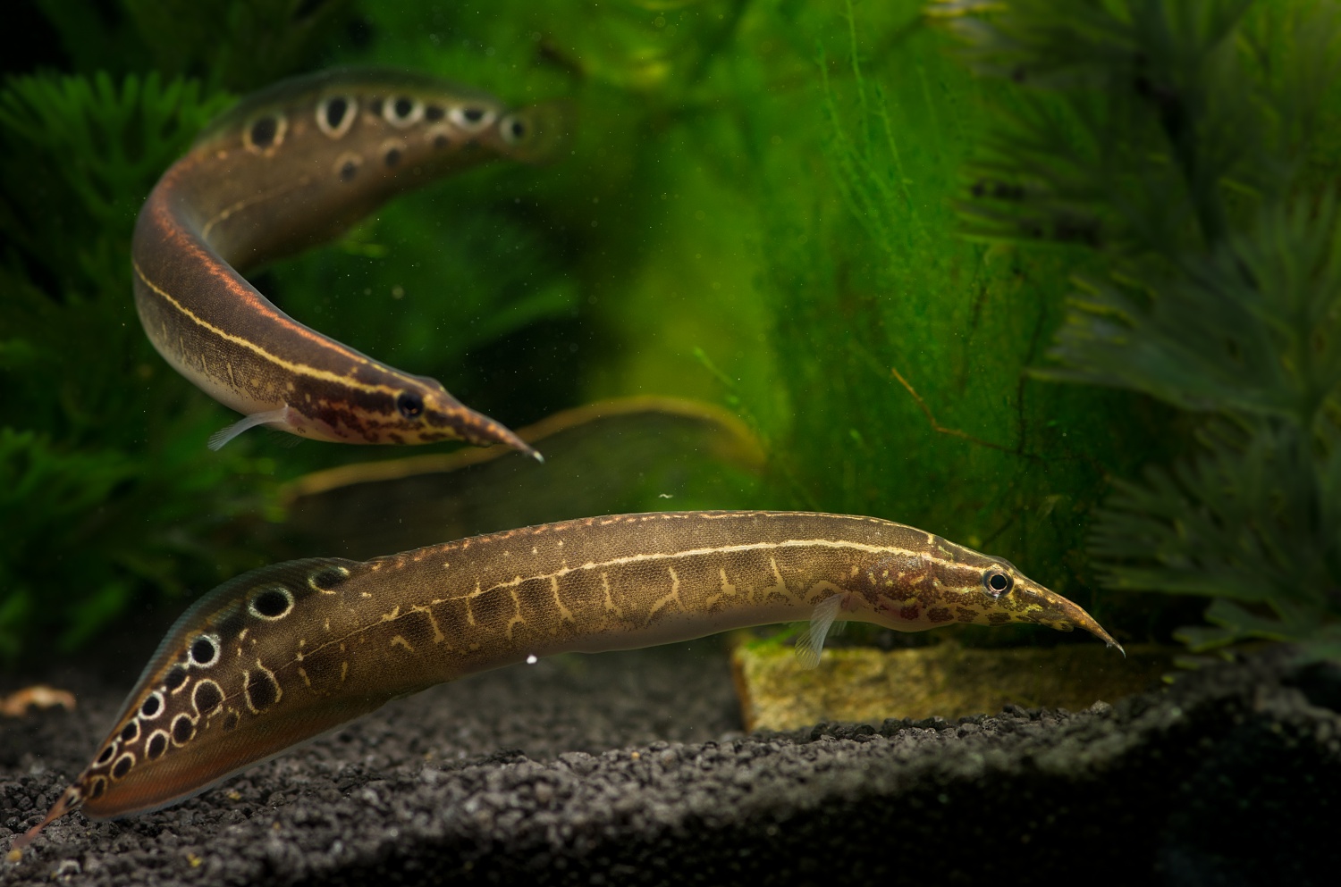 Рыба змея совместимость. Макрогнатус мастацембелус. Угорь макрогнатус глазчатый. Макрогнатус рыбка аквариумная. Рыбка макрогнатус глазчатый.