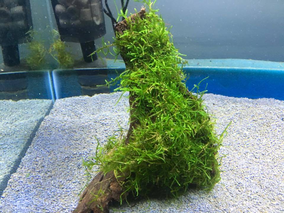 Яванский мох на коряге в аквариуме фото